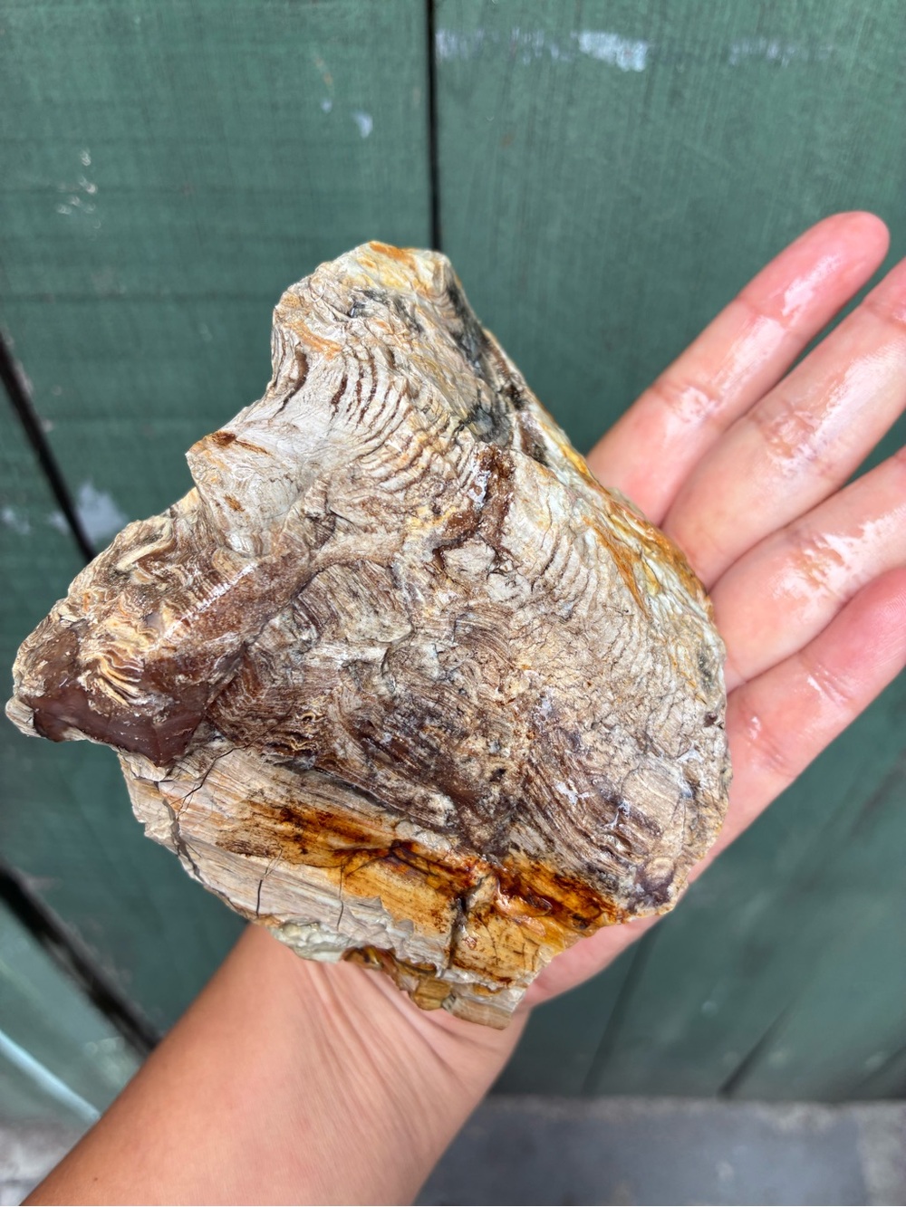 1.50 Lbs Colorful Petrified Wood 
Has agatized striations